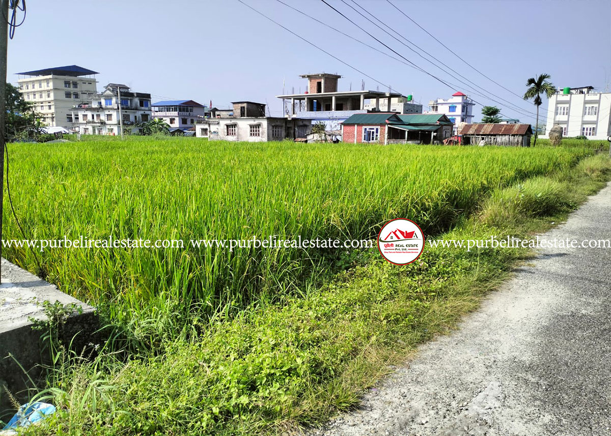 दमक-०२, नयाँ आम्दा अस्पताल छेउमा आकर्षक जग्गा बिक्रीमा | LAND ON SALE AT Damak-02 Near New Aamda hospital