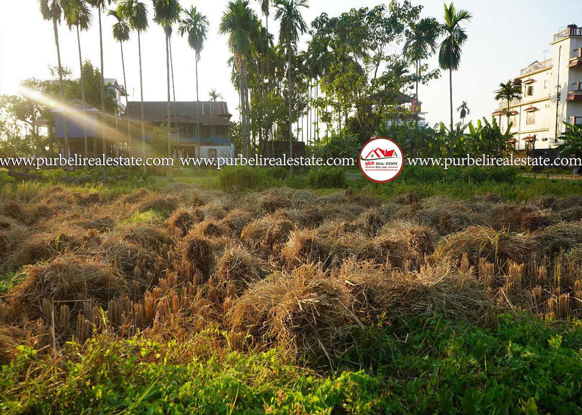 दमक-०४, मालपोत कार्यालय पछाडी ८ धुर जग्गा बिक्रीमा | Land sale near malpot office