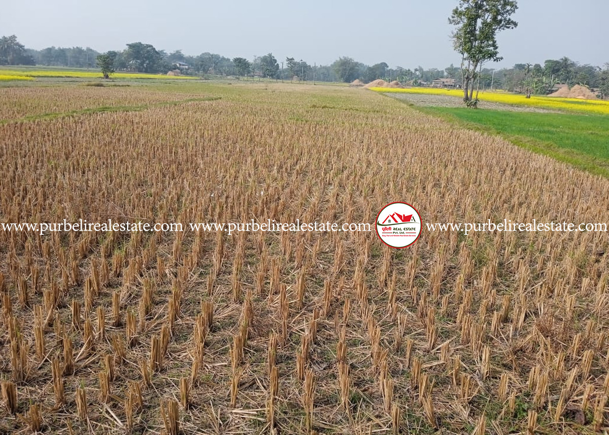 गौरादह न.पा-३, गुराँस चोकमा १ बिग्घा ४ कठ्ठा जग्गा बिक्रीमा