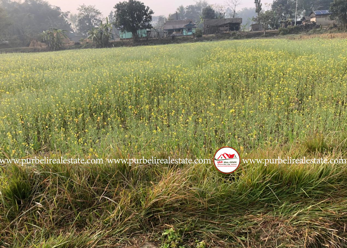 उर्लाबारी नगरपालिका-९ साजबरीमा १० कठ्ठा ५ धुर जग्गा बिक्रीमा