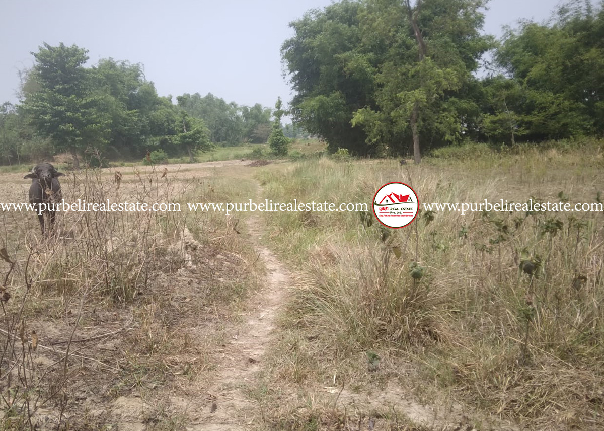 Land on sale at Gauradha-06, Jhapa | गौरादह न.पा.-०६, झापामा आकर्षक ३० कठ्ठा जग्गा बिक्रीमा