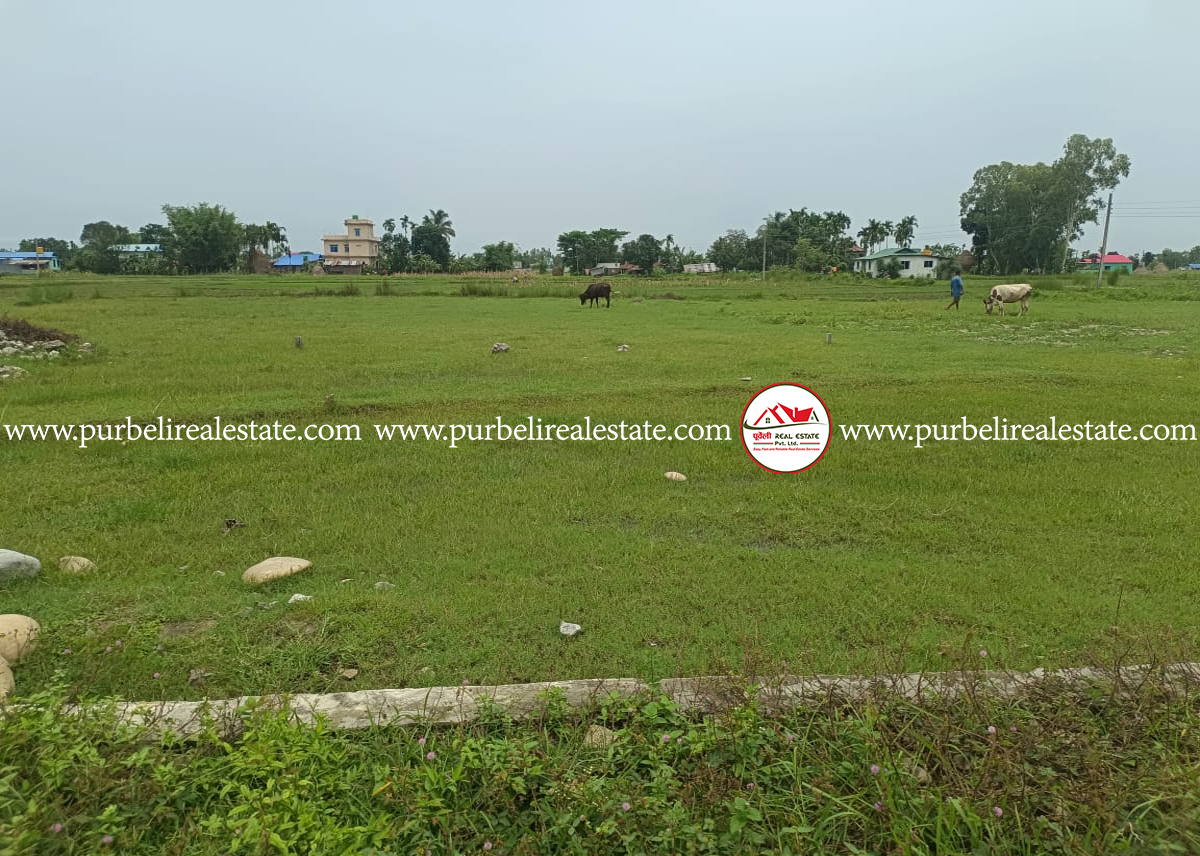Lands on sale at damak-02, jhapa | दमक-०२,वार्ड कार्यालय दक्षिणमा १० धुर र १०.५ धुर जग्गाहरु बिक्रीमा |