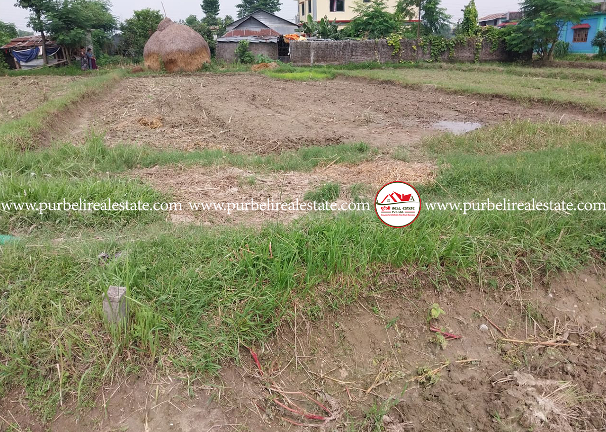 Land on sale at Shivasatashi, Dhudhe, Sawik-7 | शिवसताशी ,दुधे, साविक-७, झापामा १७ .७५  धुर जग्गा बिक्रीमा |