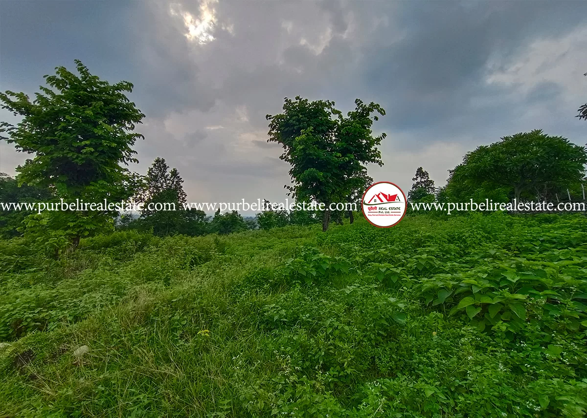 चुलाचुली गा.पा -५ मा व्यवसाय, होमइस्टे तथा रिसोर्टको लागि उपयुक्त जग्गा बिक्रीमा | Commercial land on sale at chulachuli-5 near chapeti