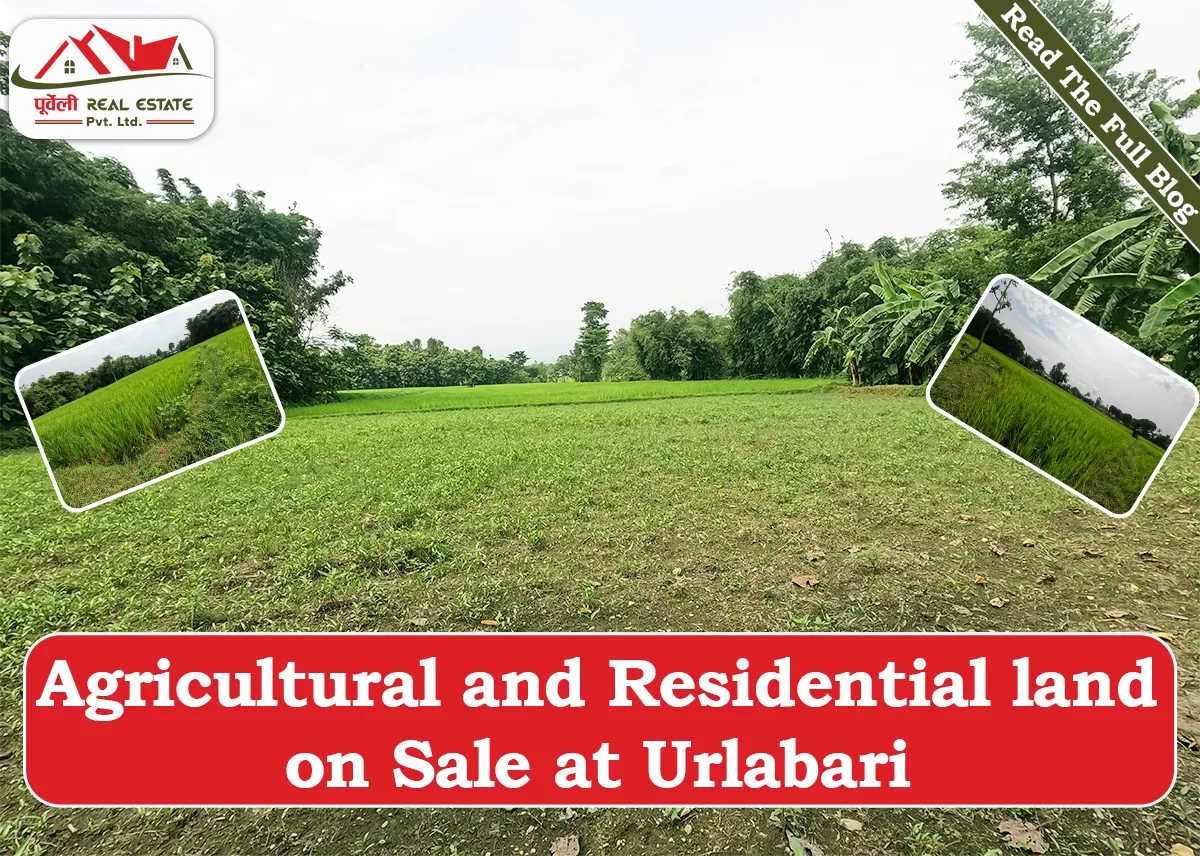 Agricultural and Residential land on Sale at Urlabari 